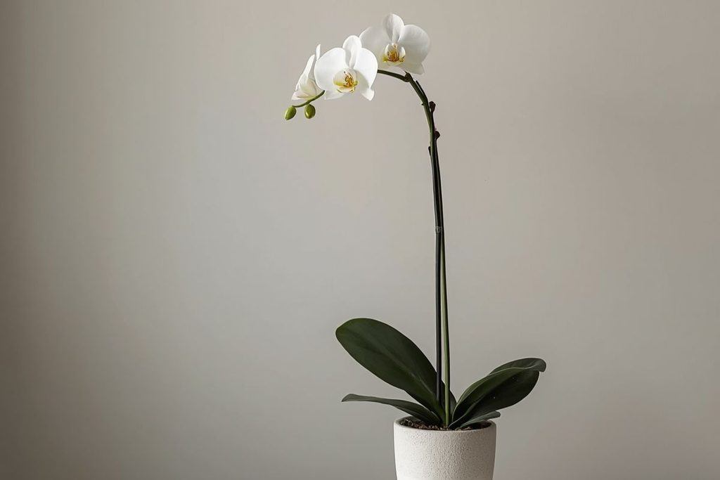A white orchid flower for white kasina meditation
